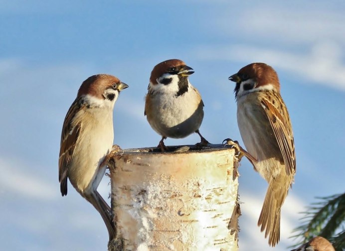 Домовой Воробей