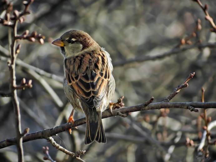 Белоперый Воробей