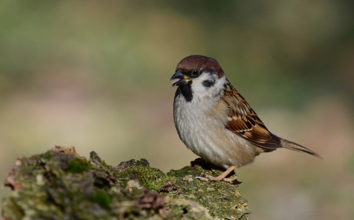 Полевой деревенский Воробей