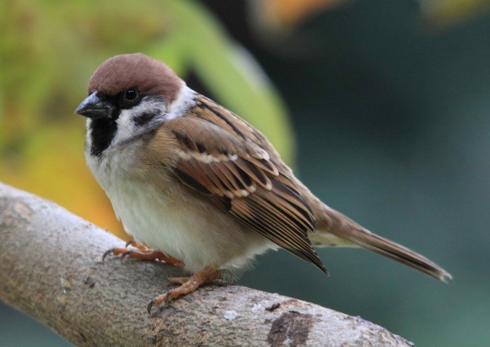 Воробей и воробышек