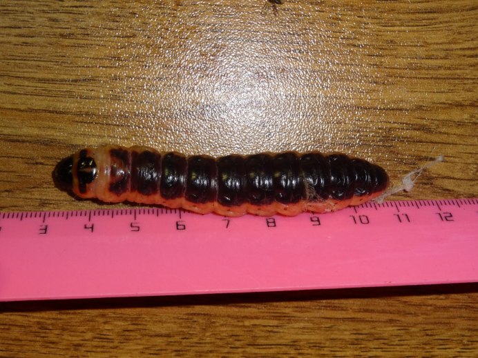 Dendroctonus Micans