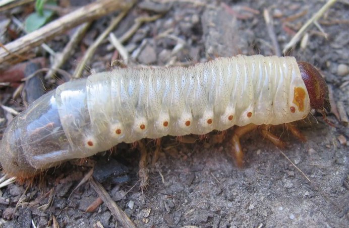 Жук личинка Pupa