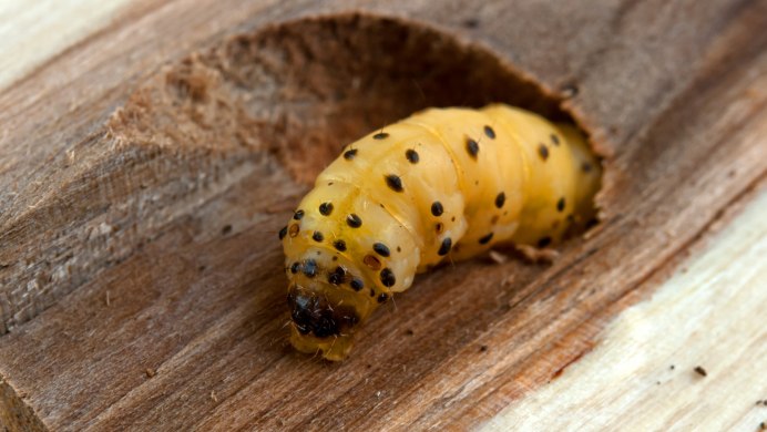 Яблонная Муха личинка Larva