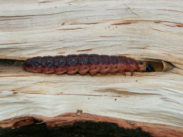 Cossus cossus гусеница