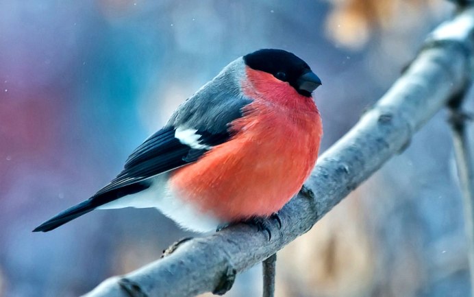 Eurasian Bullfinch