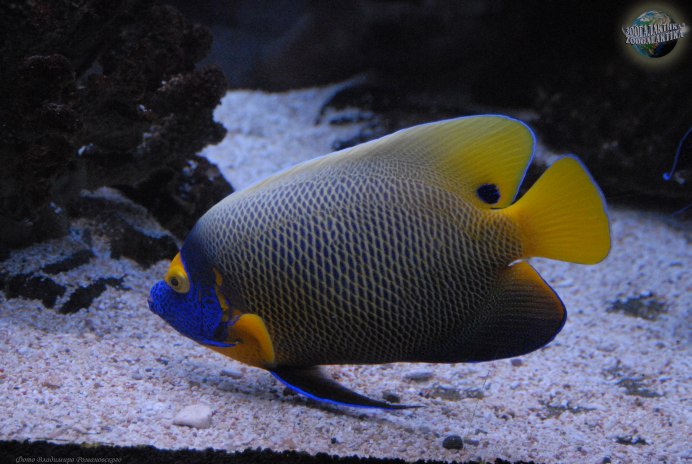 Pomacanthus navarchus