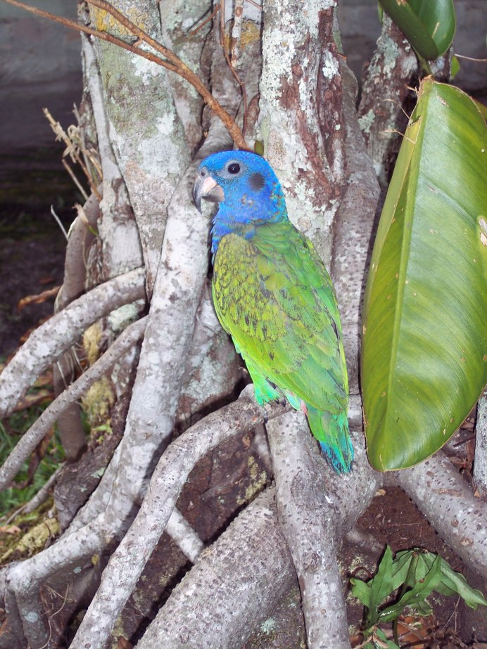 Pionus chalcopterus