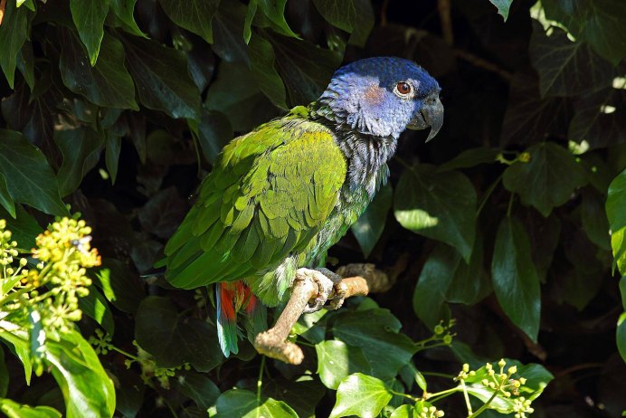 Garrulax morrisonianus