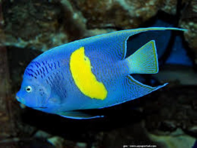 Heterophasia melanoleuca