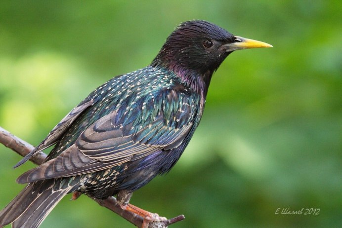 Sturnus vulgaris Linnaeus птица в летнем пере