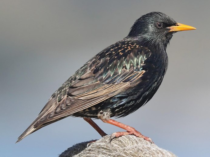 Sturnus roseus