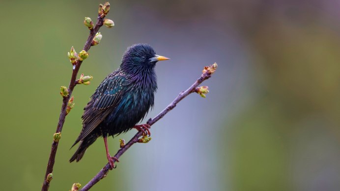 Sturnus vulgaris
