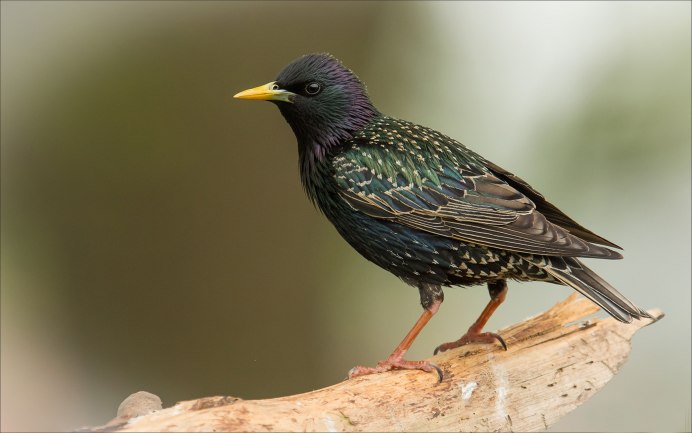 The Starling (скворец)