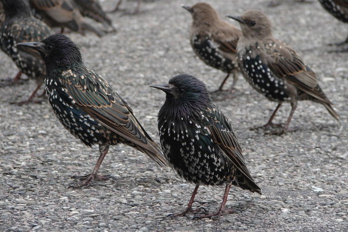 Камбоджийский скворец (Sturnus burmannicus)