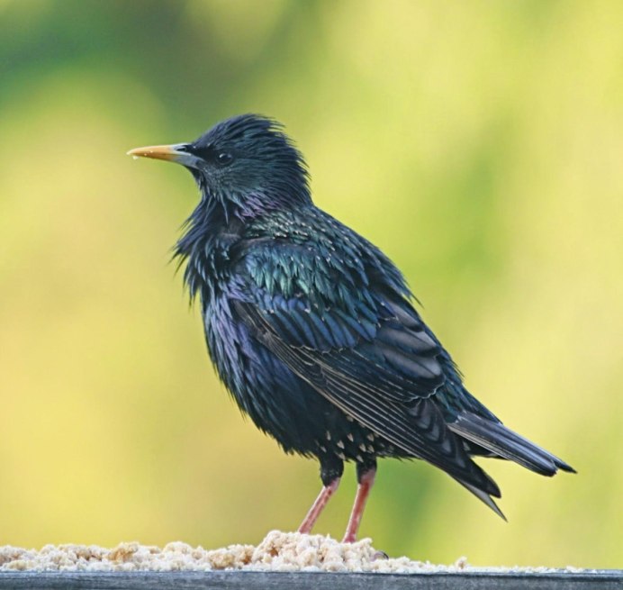 The Starling (скворец)