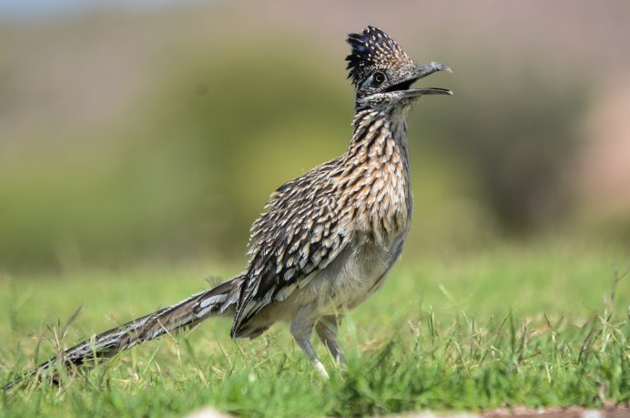Geococcyx californianus