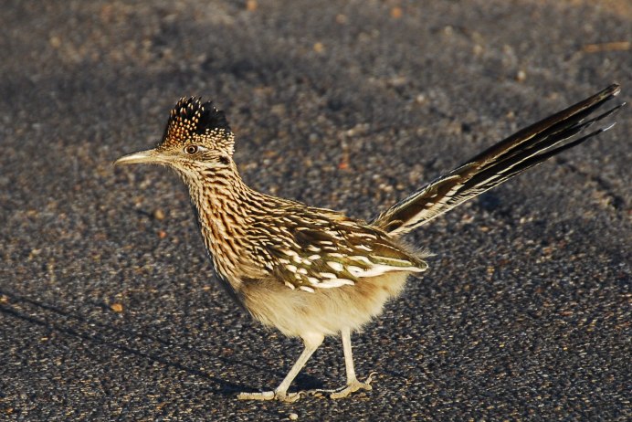 Roadrunner Bird
