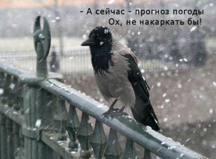 Галка зимующая