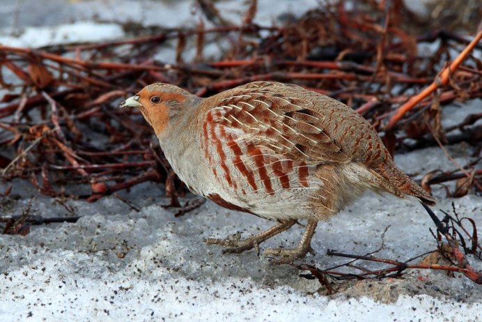 Птица серая куропатка