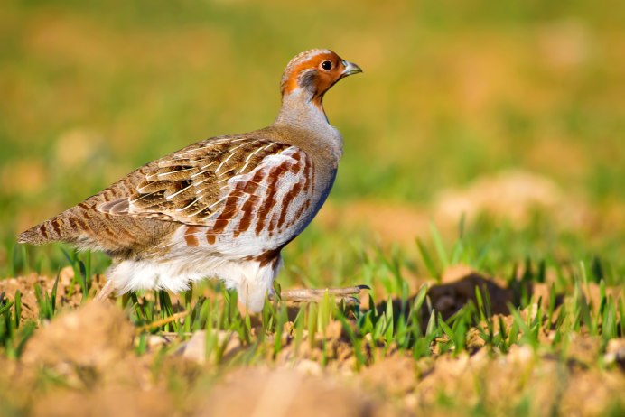 Серая куропатка Ставропольский край