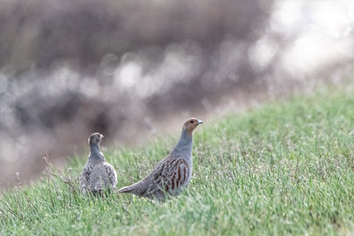 Серая куропатка (Perdix Perdix)