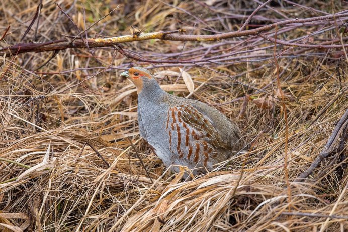 Бородатая куропатка