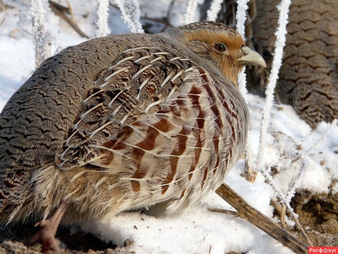 Серая куропатка (Perdix Perdix)
