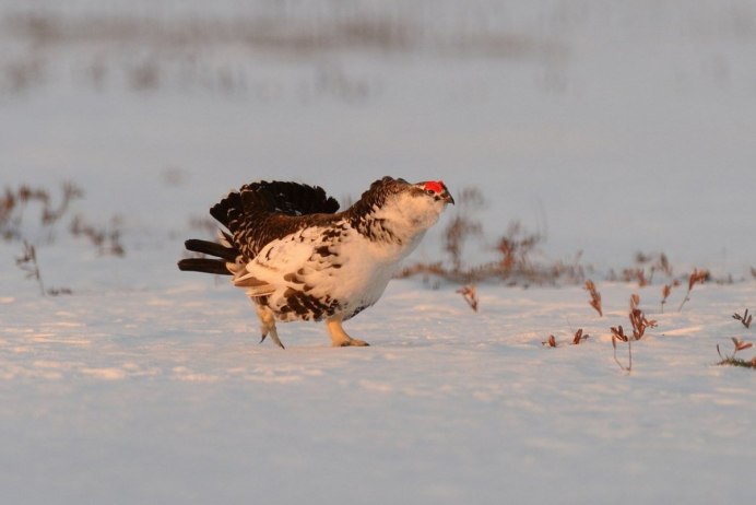 Серые куропатки