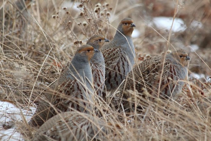 Птармиган птица