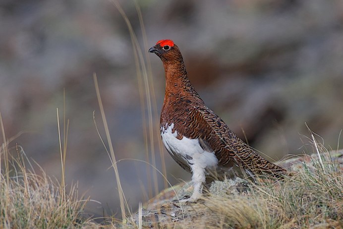 Куропатка Крымская