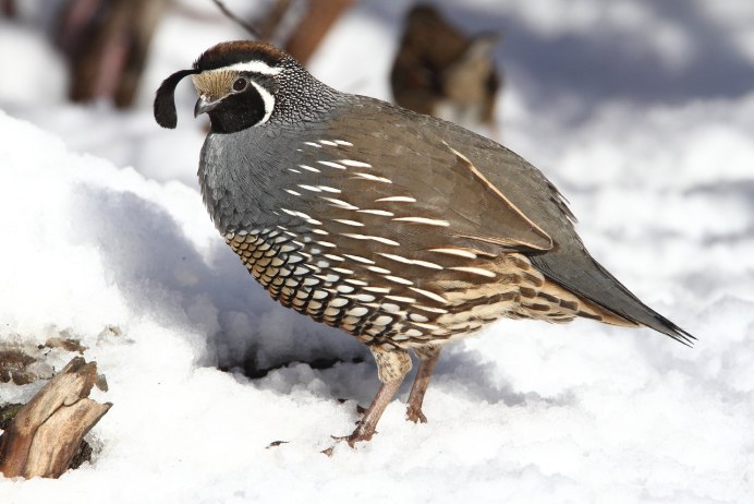 Рябчик дикуша