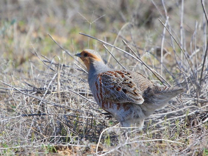 Бородатая куропатка (Perdix dauurica)