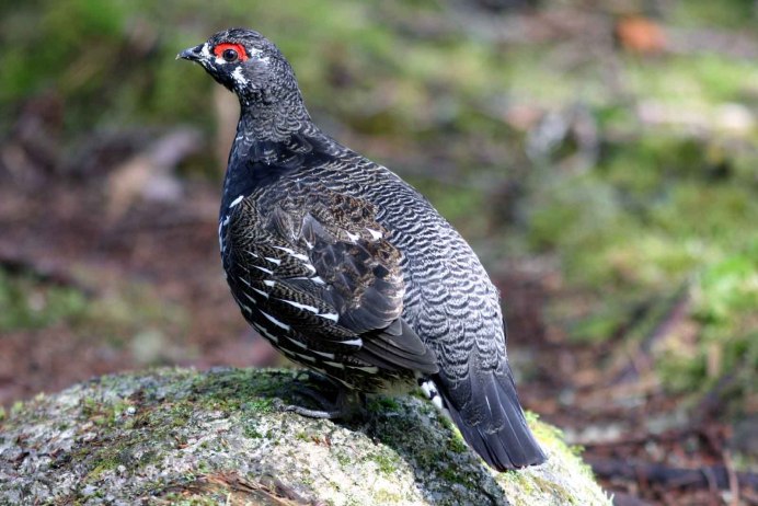 Проект серая куропатка