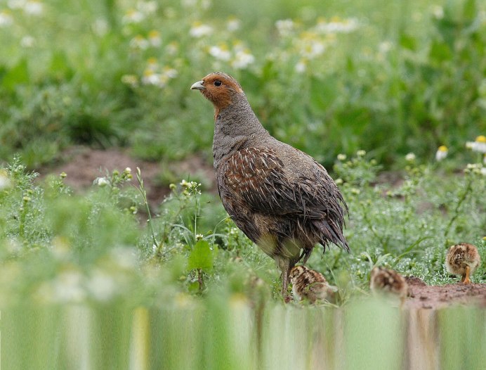 Куропатка Руфа