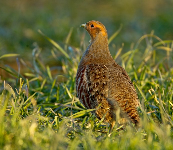 Перепелка серая
