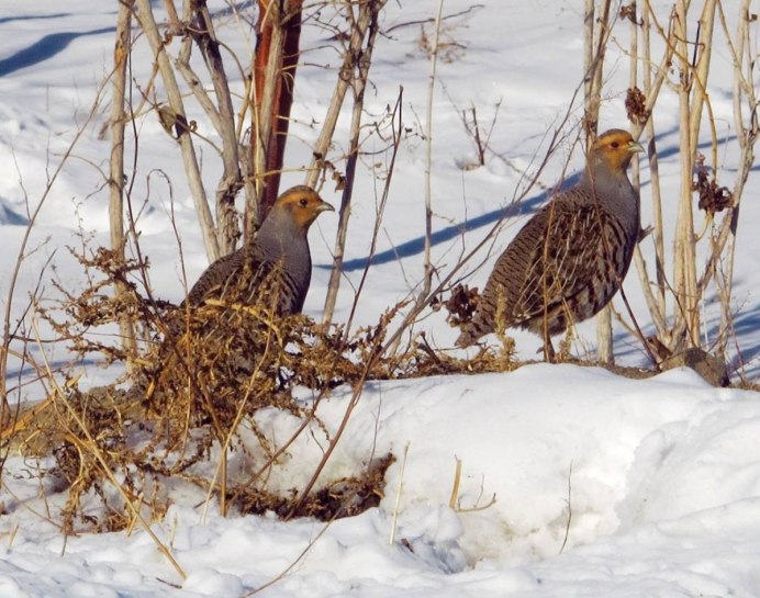 Маньчжурская бородатая куропатка