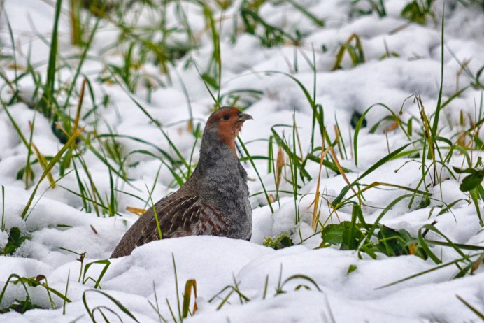 Серая куропатка (Perdix Perdix)