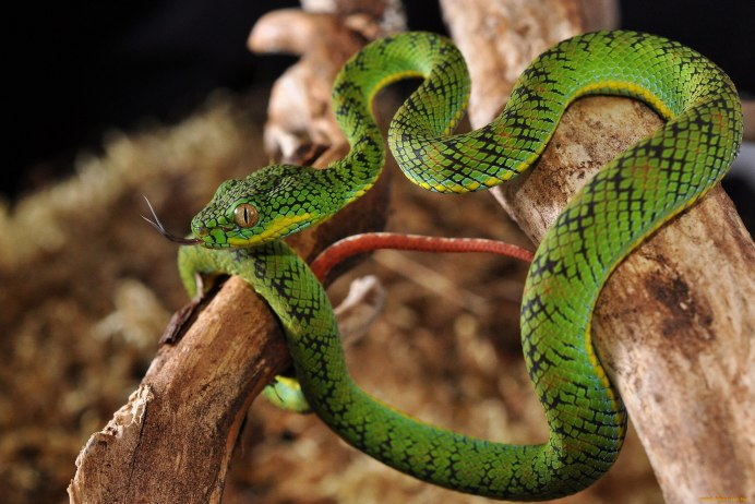 Калифорнийская Краснобокая Garter Snake змея
