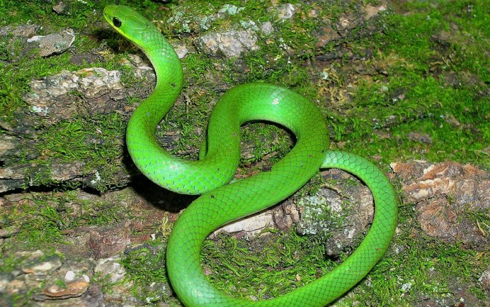 Тигровый уж Rhabdophis tigrinus