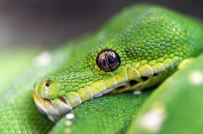 Trimeresurus stejnegeri