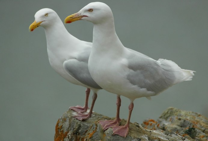 Чайка Seagull