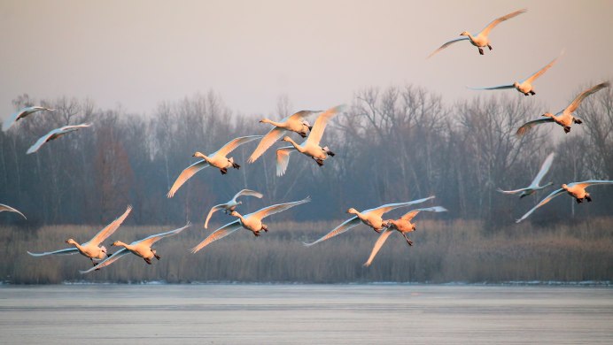 Лебеди улетают