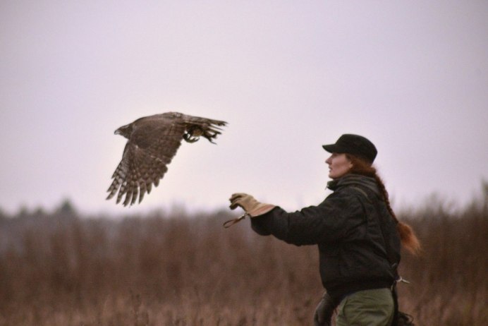 Коршун черный Нургуш