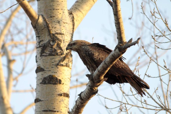 Коршун Шуляк