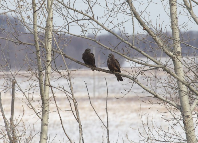 Коршун весной