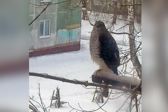 Коршун в полёте