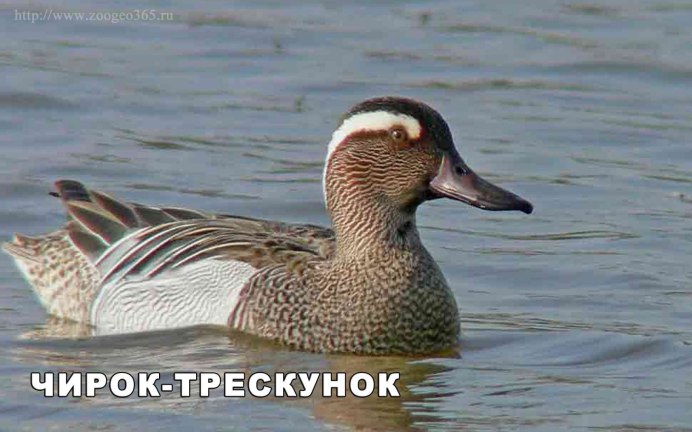 Чирок трескунок самка