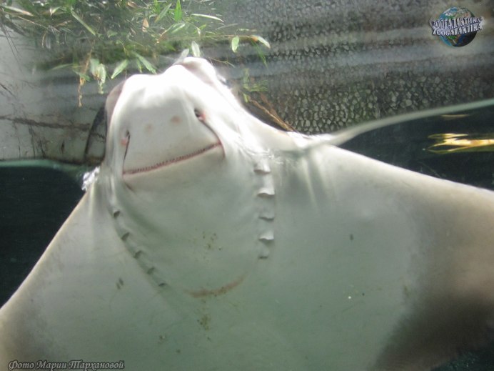 Rhinoptera bonasus