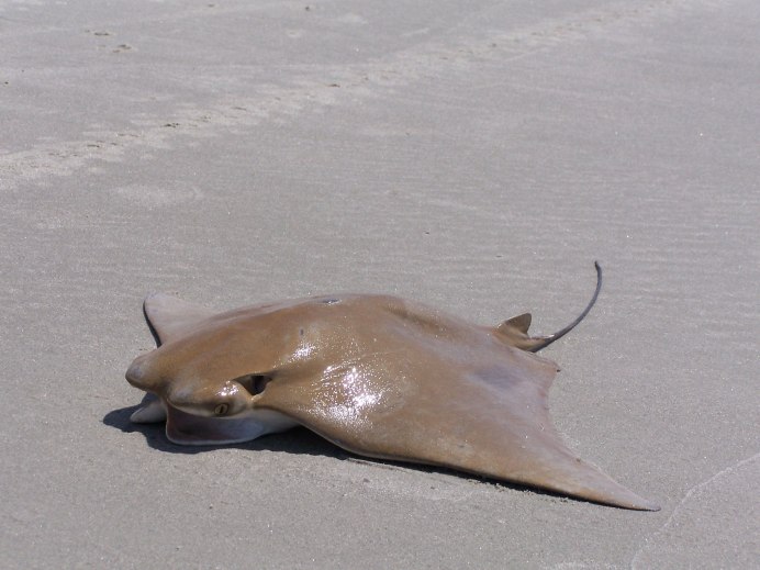 Stingray mato