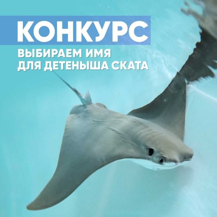 Московский океанариум картинки кальмар